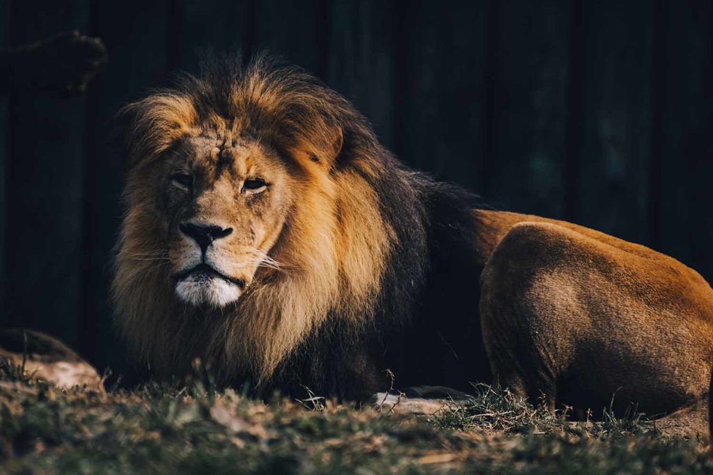 Lion at the Maryland Zoo